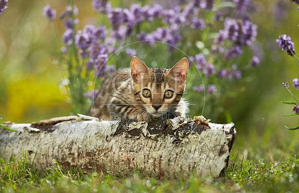 066853 junge Bengalkatze