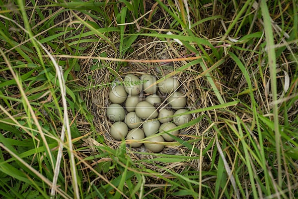 069604 Eier eines Rebhuhns