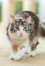 070616 Norwegische Waldkatze