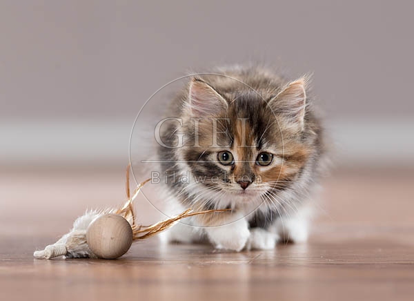 072903 Maine Coon Kaetzchen