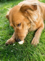 074279 Mischlingshund