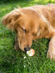 074280 Mischlingshund