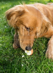 074281 Mischlingshund