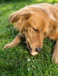 074282 Mischlingshund