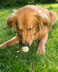 074286 Mischlingshund