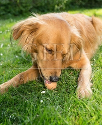 074287 Mischlingshund