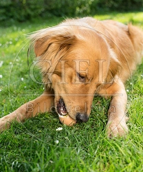 074288 Mischlingshund