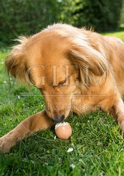 074289 Mischlingshund