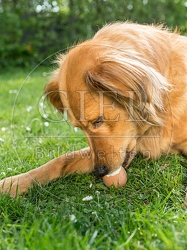 074290 Mischlingshund