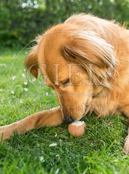 074291 Mischlingshund