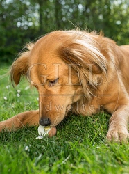 074293 Mischlingshund