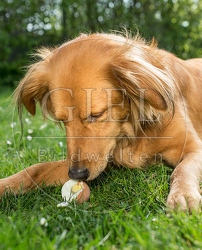 074294 Mischlingshund