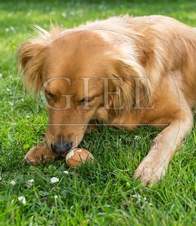 074295 Mischlingshund