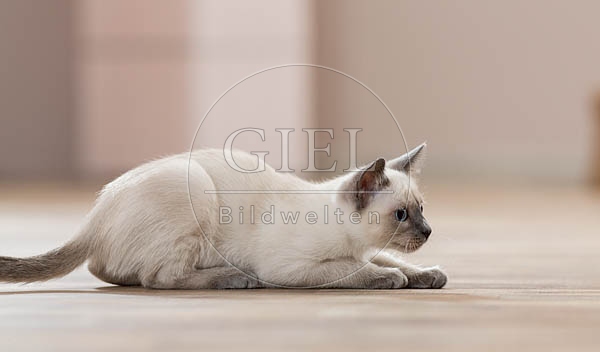 074566 Siamkaetzchen