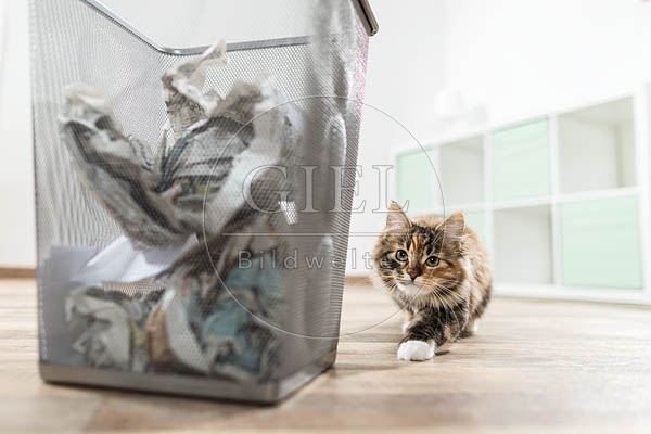 074651 junge Maine Coon Katze