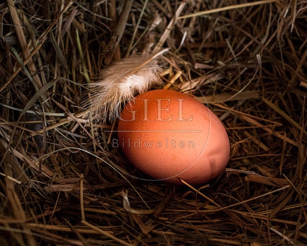 074883 Ei des Welsumer Huhns