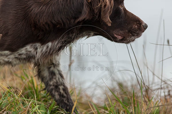 077629 Kleiner Muensterlaender