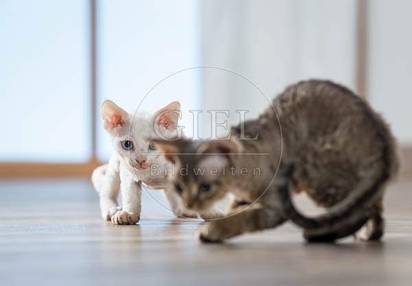 077802 Devon Rex Kaetzchen