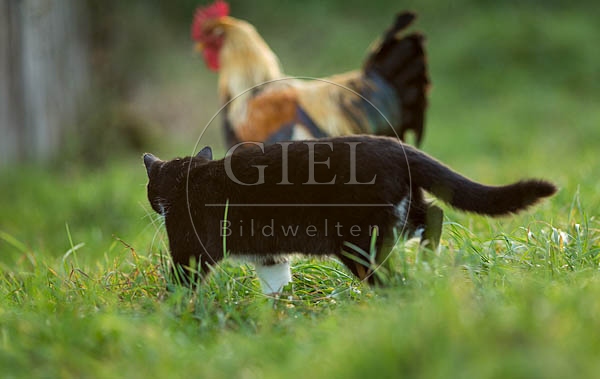 078272 Hauskatze und Welsumer Hahn