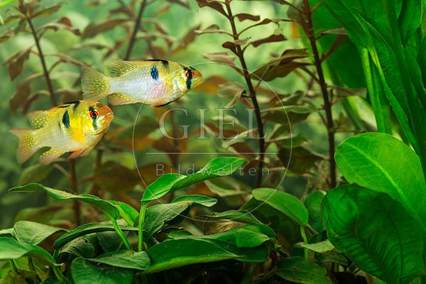 078928 Schmetterlingsbuntbarsche, Paar