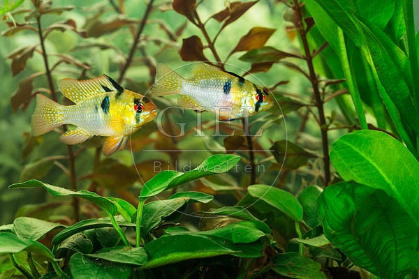078930 Schmetterlingsbuntbarsche, Paar