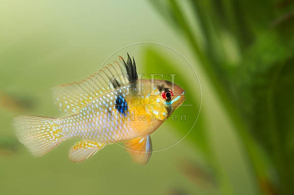 078935 Schmetterlingsbuntbarsch