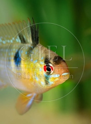 078936 Schmetterlingsbuntbarsch