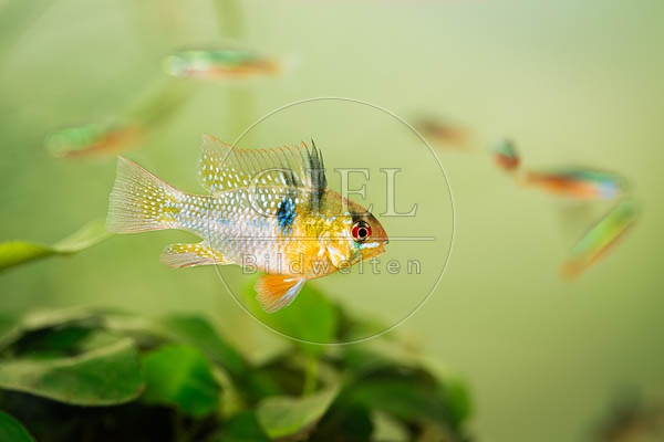 078937 Schmetterlingsbuntbarsch