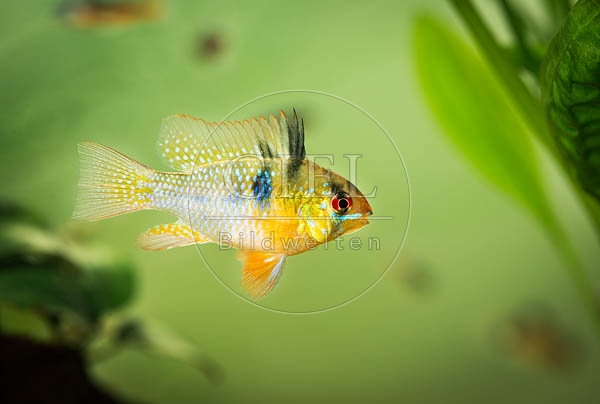 078938 Schmetterlingsbuntbarsch