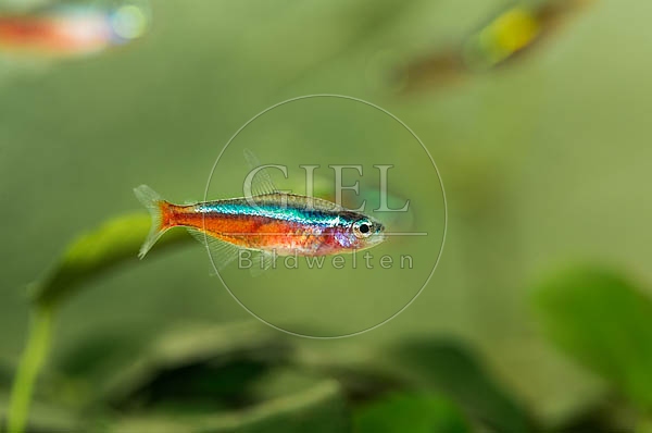 078944 Roter Neonsalmler