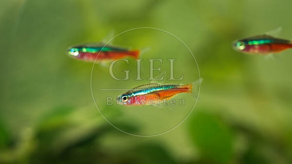 078945 Rote Neonsalmler