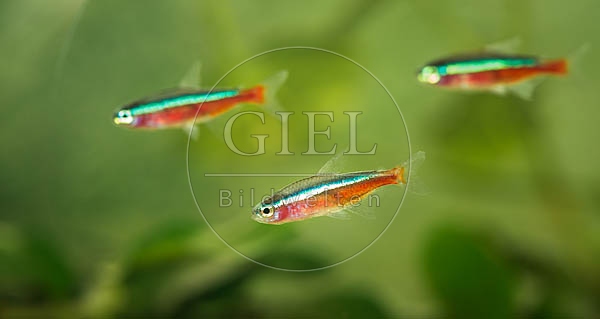 078946 Rote Neonsalmler