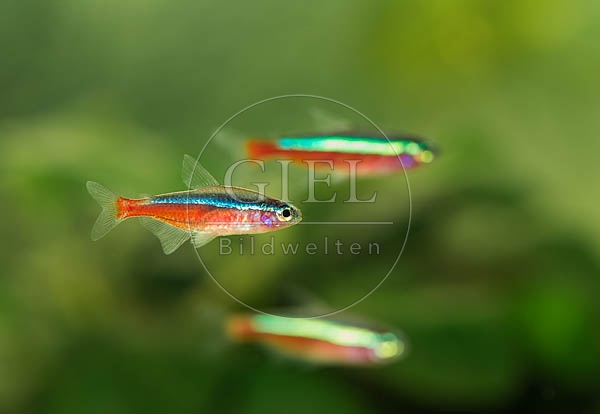 078947 Rote Neonsalmler