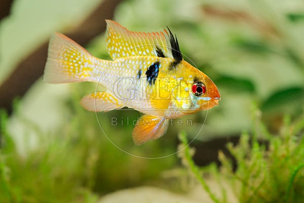 079008 Schmetterlingsbuntbarsch