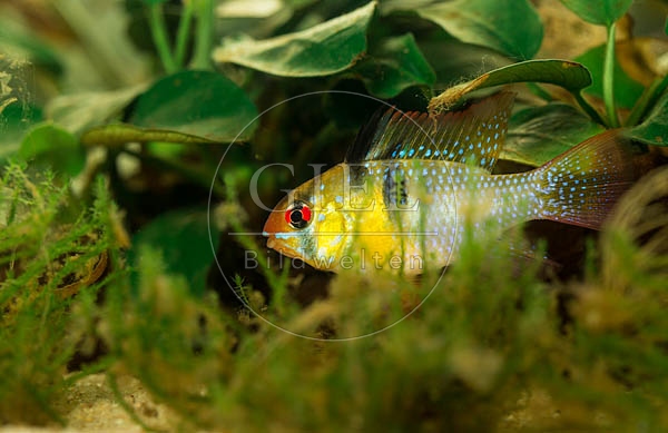 079009 Schmetterlingsbuntbarsch