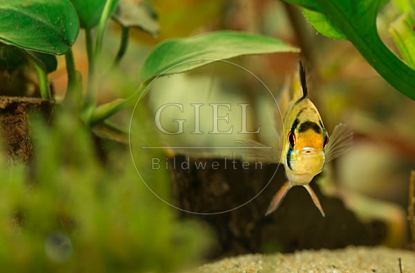 079010 Schmetterlingsbuntbarsch