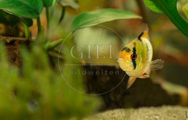 079011 Schmetterlingsbuntbarsch