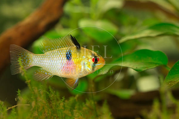 079012 Schmetterlingsbuntbarsch