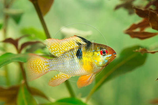 079013 Schmetterlingsbuntbarsch