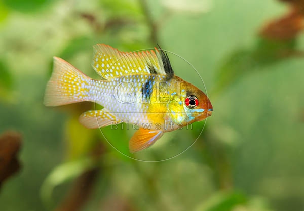 079014 Schmetterlingsbuntbarsch