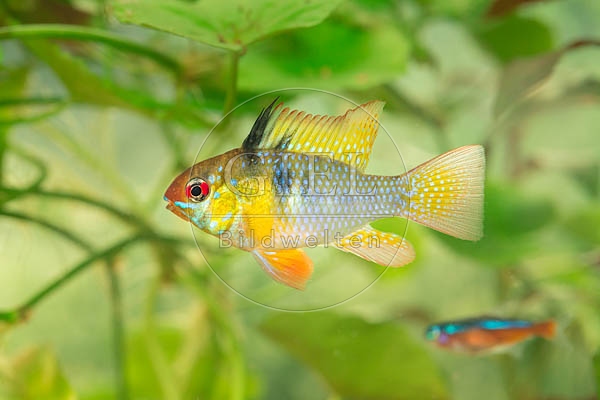 079015 Schmetterlingsbuntbarsch