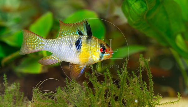 079016 Schmetterlingsbuntbarsch