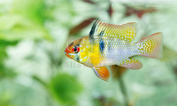 079017 Schmetterlingsbuntbarsch