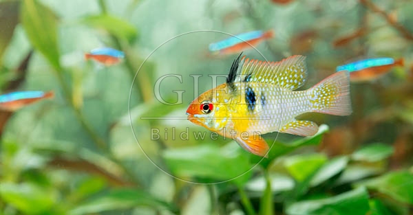 079019 Schmetterlingsbuntbarsch