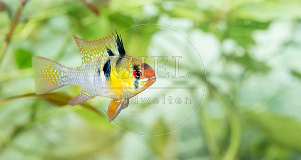 079020 Schmetterlingsbuntbarsch