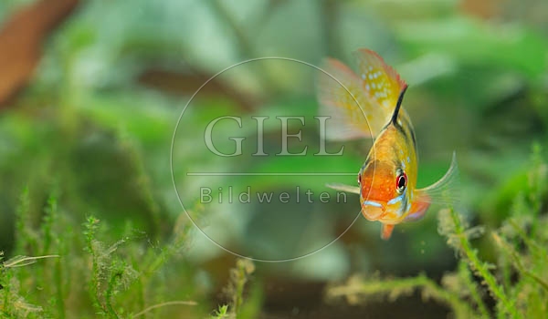 079021 Schmetterlingsbuntbarsch