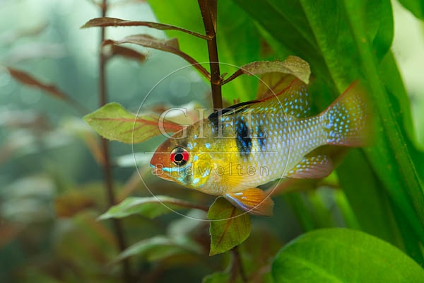 079022 Schmetterlingsbuntbarsch