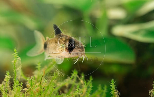 079046 Panda Panzerwels