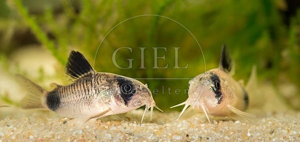 079047 Panda Panzerwelse