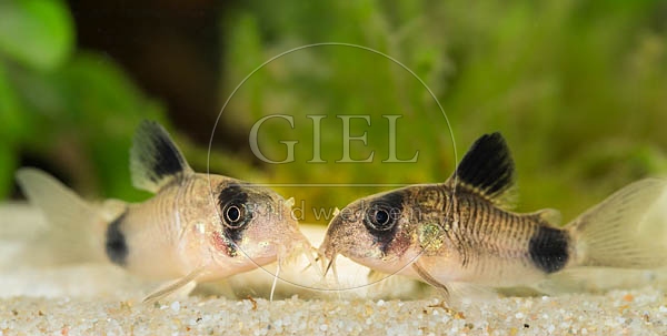 079048 Panda Panzerwelse